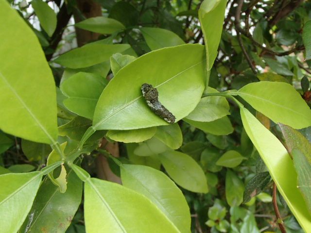 アゲハ蝶の幼虫(2)