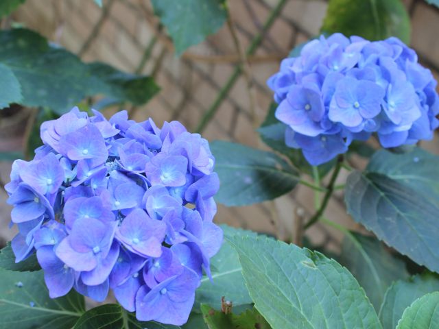 季節の花(1)