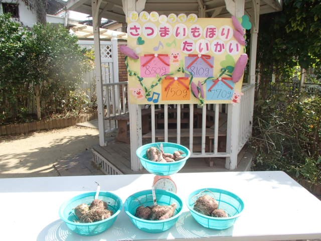 サツマイモ掘り大会(2)